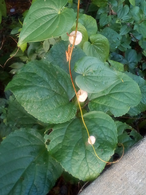[A vine drops from the top of the image and curls at the bottom of the image near some cement. Three white spheres attach to the vine equi-distant from each other. The large leaves, some more than six inches wide, also attach to the vine and are globular in shape.]